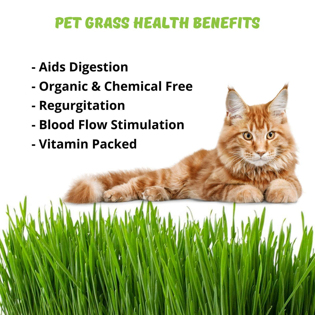 Organic Cat Grass Seeds Kit Q56674