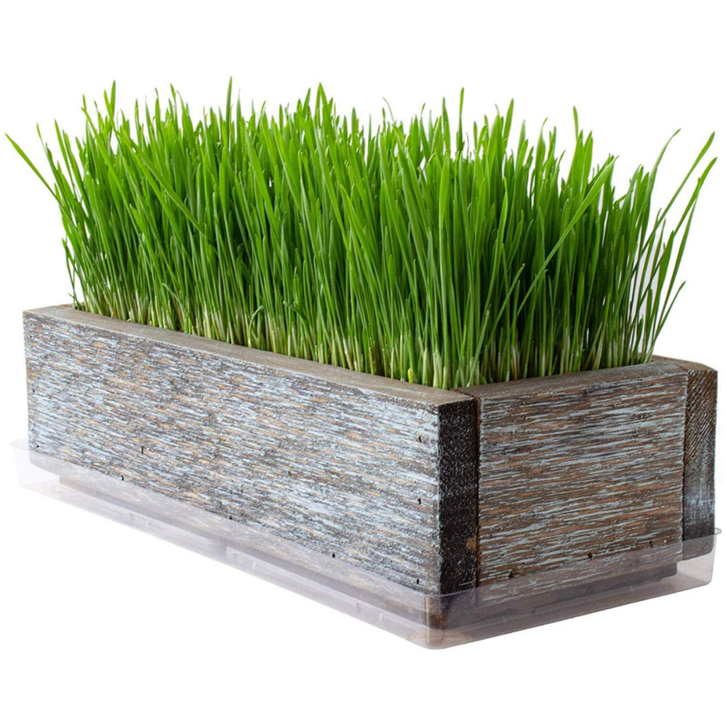 Organic Cat Grass Seeds Kit Q56674