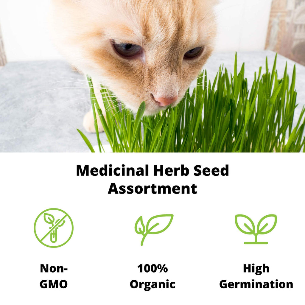 Organic Cat Grass Seeds Kit Q56674
