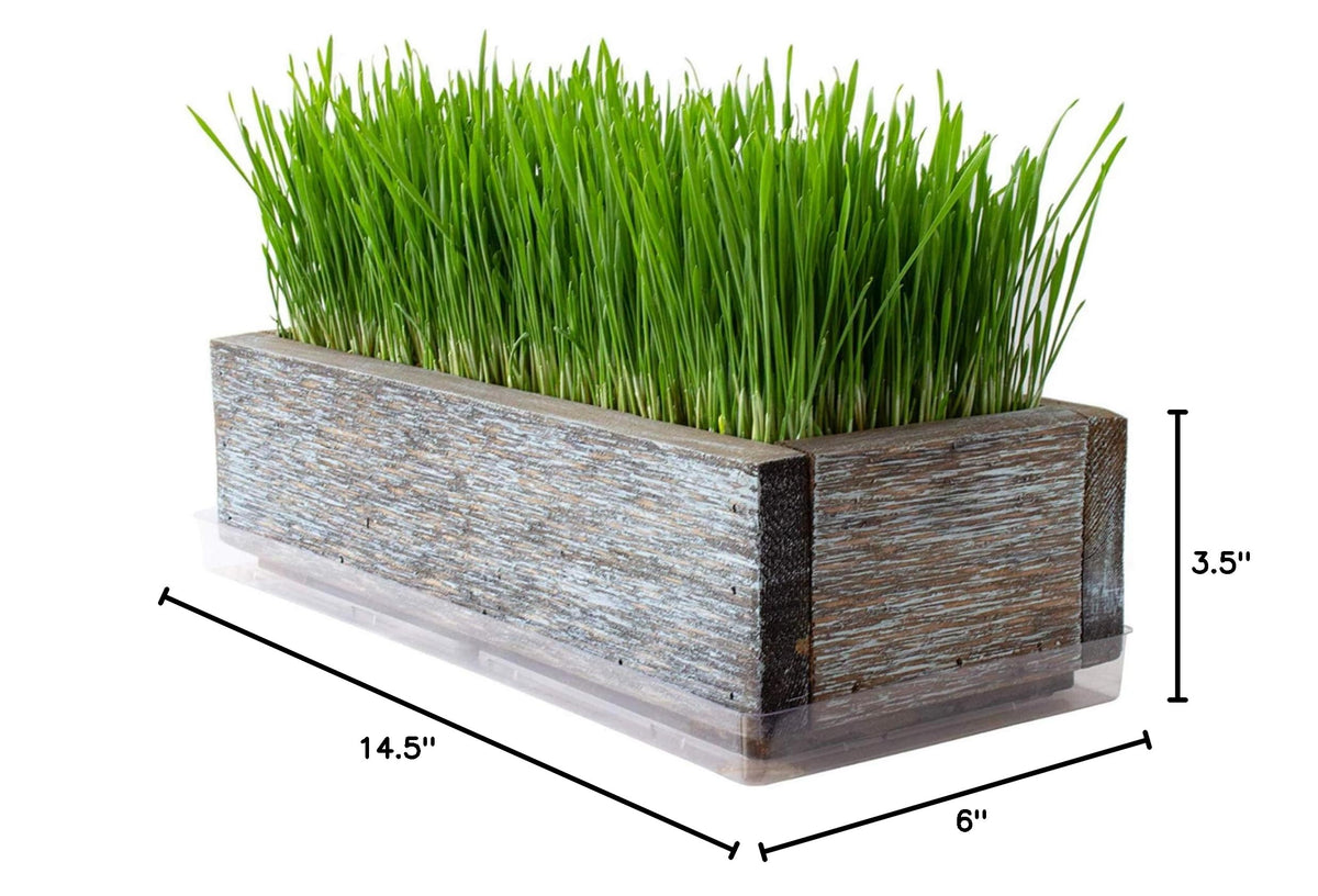 Organic Cat Grass Seeds Kit Q56674