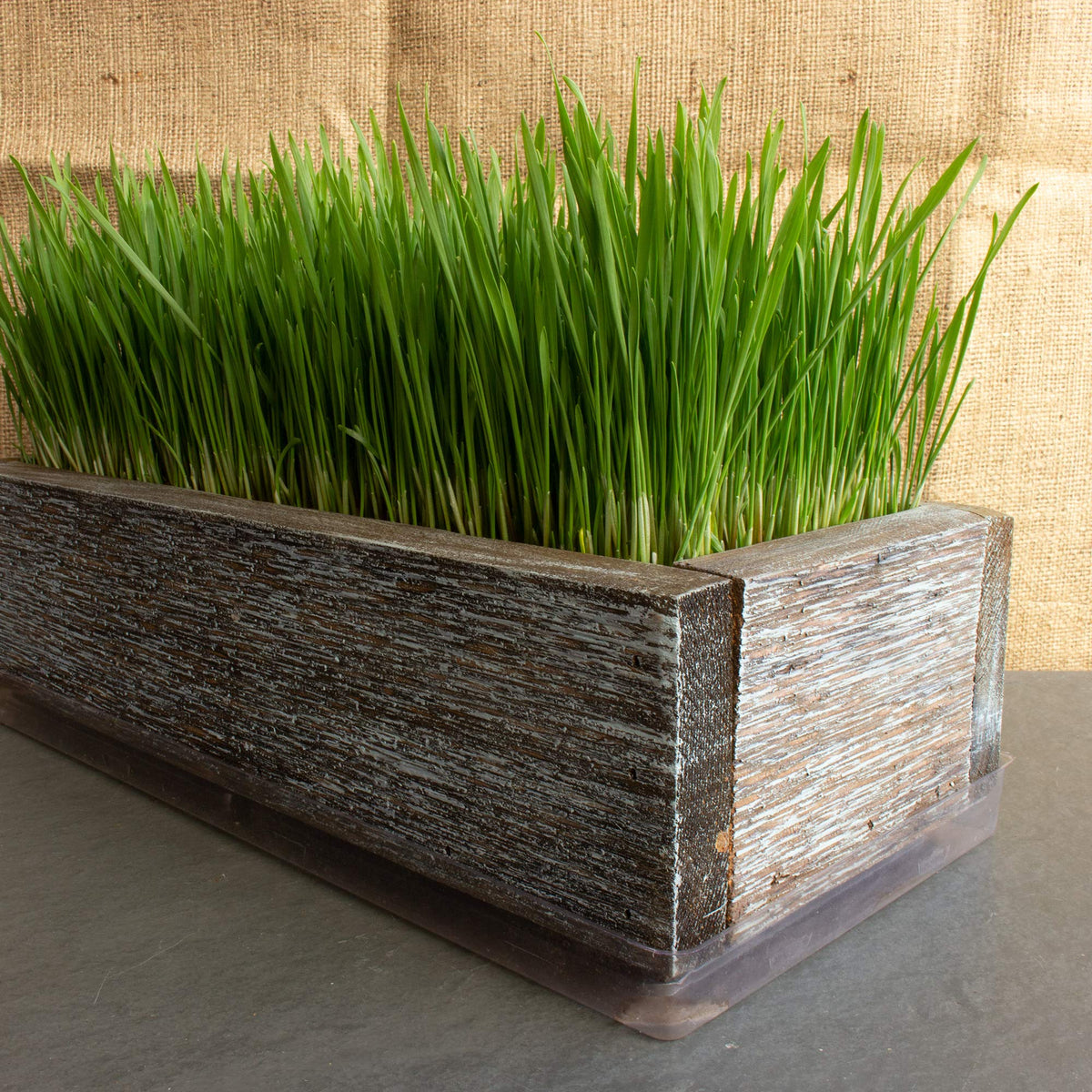 Organic Cat Grass Seeds Kit Q56674